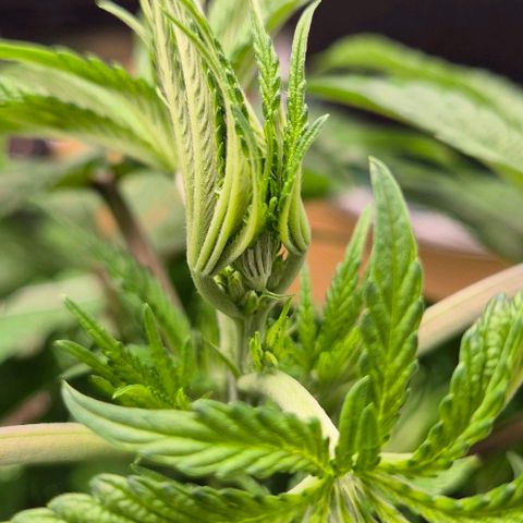 Karli - SHISKABERRY (auto) growlog timeline photo