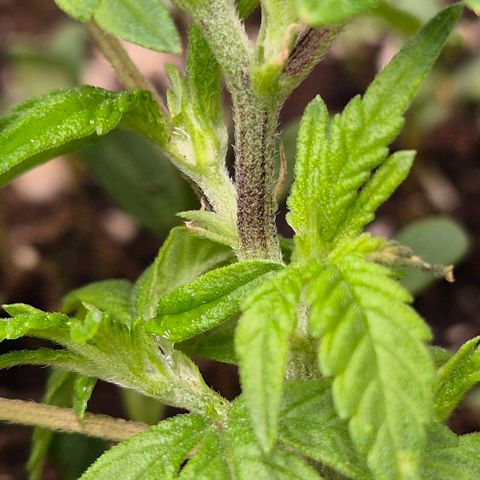 Kushi 😶‍🌫️(rest n. Teilernte/ critical kush, 9.1.24 🎁, Kümmerling) growlog timeline photo