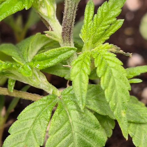 Kushi 😶‍🌫️(rest n. Teilernte/ critical kush, 9.1.24 🎁, Kümmerling) growlog timeline photo