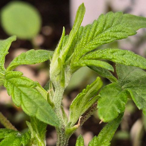 Kushi 😶‍🌫️(rest n. Teilernte/ critical kush, 9.1.24 🎁, Kümmerling) growlog timeline photo