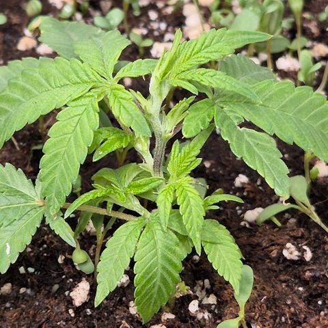 Kushi 😶‍🌫️(rest n. Teilernte/ critical kush, 9.1.24 🎁, Kümmerling) growlog timeline photo