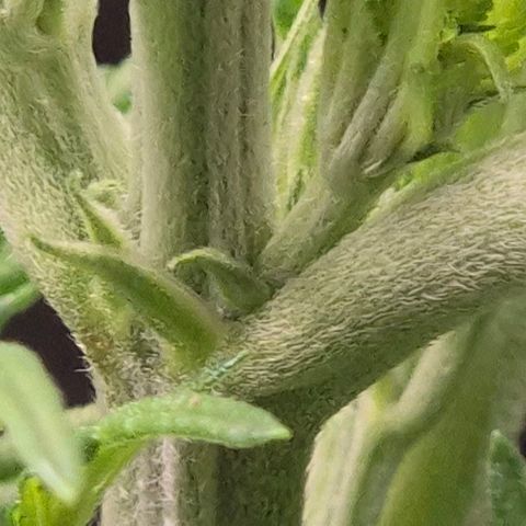 Karli - SHISKABERRY (auto) growlog timeline photo