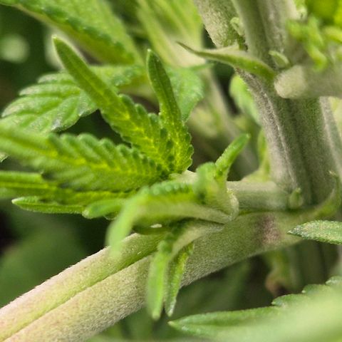 Karli - SHISKABERRY (auto) growlog timeline photo