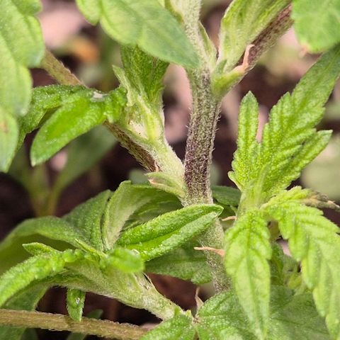Kushi 😶‍🌫️(rest n. Teilernte/ critical kush, 9.1.24 🎁, Kümmerling) growlog timeline photo