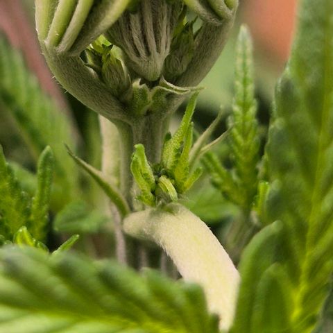 Karli - SHISKABERRY (auto) growlog timeline photo