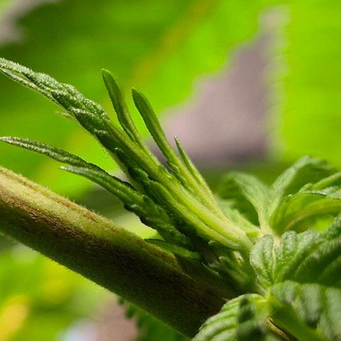 Karli - SHISKABERRY (auto) growlog timeline photo