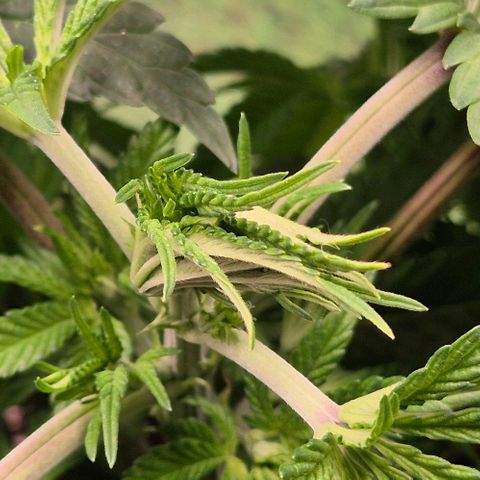 Karli - SHISKABERRY (auto) growlog timeline photo
