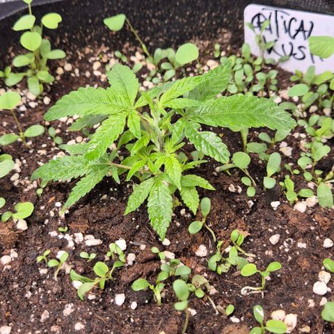Kushi 😶‍🌫️(rest n. Teilernte/ critical kush, 9.1.24 🎁, Kümmerling) growlog timeline photo