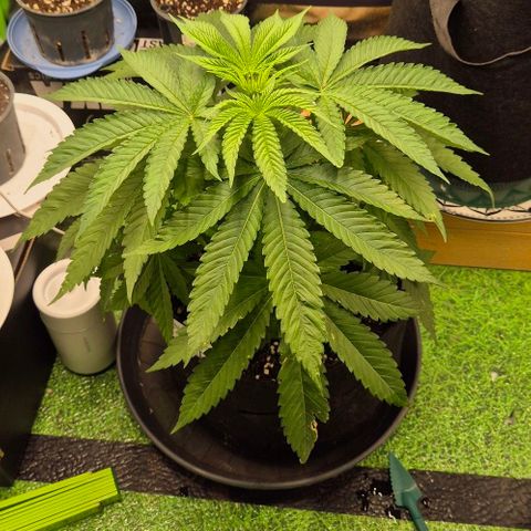Karli - SHISKABERRY (auto) growlog timeline photo