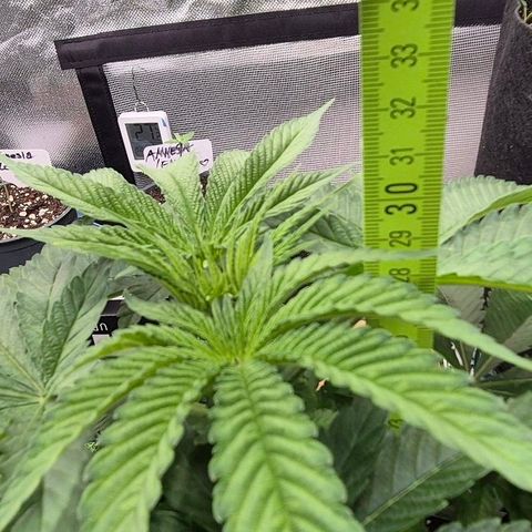 Karli - SHISKABERRY (auto) growlog timeline photo