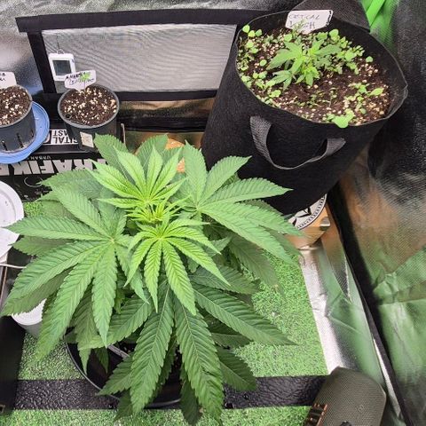 Karli - SHISKABERRY (auto) growlog timeline photo
