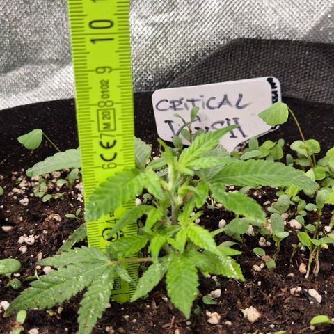 Kushi 😶‍🌫️(rest n. Teilernte/ critical kush, 9.1.24 🎁, Kümmerling) growlog timeline photo