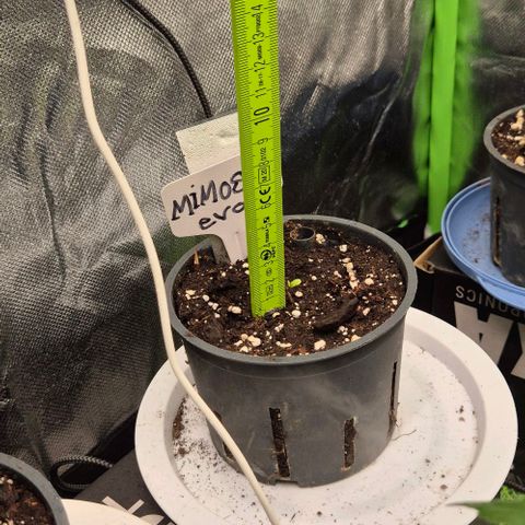 Mimosa evo Photo ♥️ Barney's Farm  growlog timeline photo