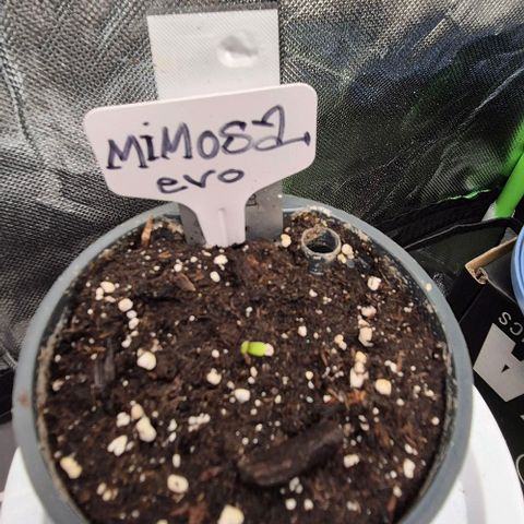 Mimosa evo Photo ♥️ Barney's Farm  growlog timeline photo
