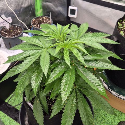 Karli - SHISKABERRY (auto) growlog timeline photo