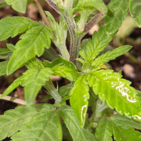 Kushi 😶‍🌫️(rest n. Teilernte/ critical kush, 9.1.24 🎁, Kümmerling) growlog timeline photo