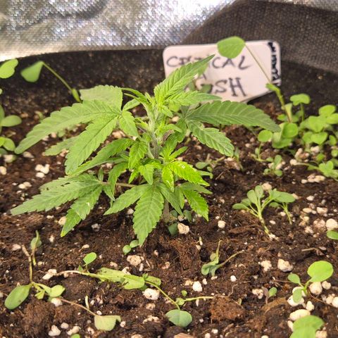 Kushi 😶‍🌫️(rest n. Teilernte/ critical kush, 9.1.24 🎁, Kümmerling) growlog timeline photo