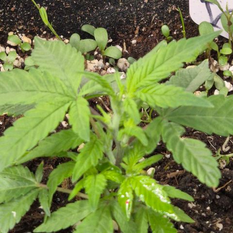 Kushi 😶‍🌫️(rest n. Teilernte/ critical kush, 9.1.24 🎁, Kümmerling) growlog timeline photo