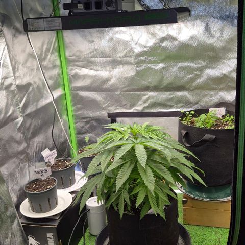 Karli - SHISKABERRY (auto) growlog timeline photo