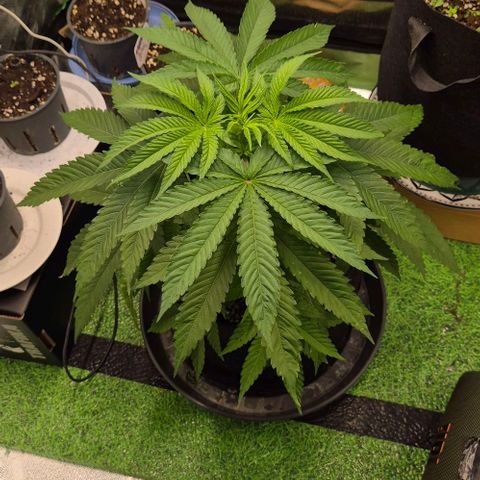 Karli - SHISKABERRY (auto) growlog timeline photo