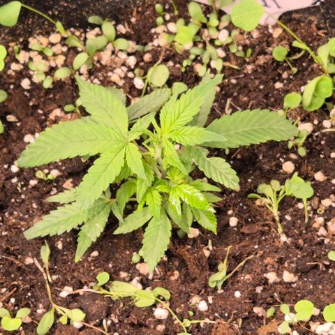 Kushi 😶‍🌫️(rest n. Teilernte/ critical kush, 9.1.24 🎁, Kümmerling) growlog timeline photo