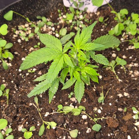 Kushi 😶‍🌫️(rest n. Teilernte/ critical kush, 9.1.24 🎁, Kümmerling) growlog timeline photo