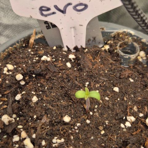 Mimosa evo Photo ♥️ Barney's Farm  growlog timeline photo