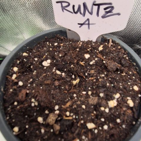 Runtzi Auto ♥️ Barney's Farm  growlog timeline photo