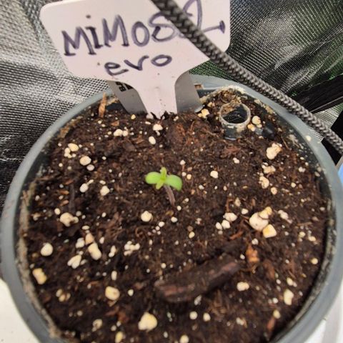 Mimosa evo Photo ♥️ Barney's Farm  growlog timeline photo