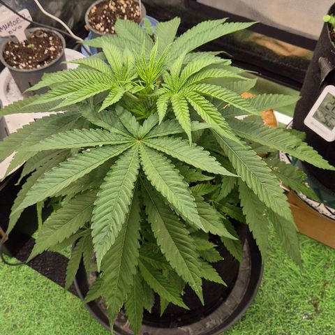 Karli - SHISKABERRY (auto) growlog timeline photo