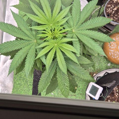 Karli - SHISKABERRY (auto) growlog timeline photo