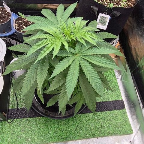 Karli - SHISKABERRY (auto) growlog timeline photo