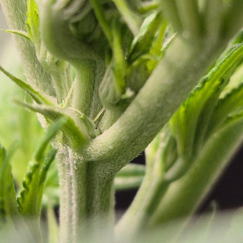 Karli - SHISKABERRY (auto) growlog timeline photo