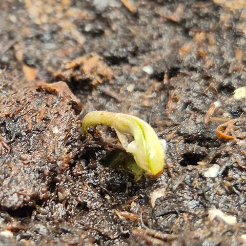 Runtzi Auto ♥️ Barney's Farm  growlog timeline photo