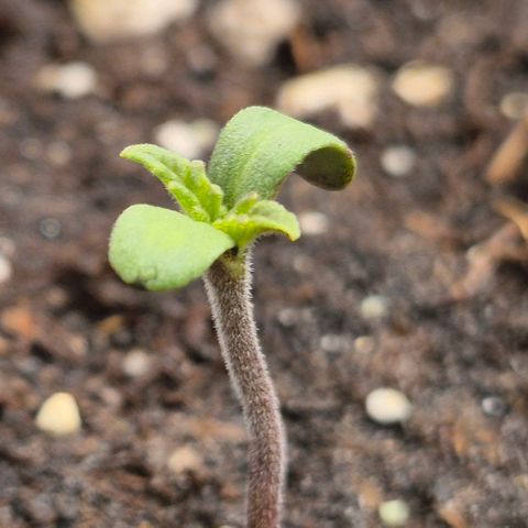 Mimosa evo Photo ♥️ Barney's Farm  growlog timeline photo