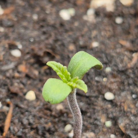 Mimosa evo Photo ♥️ Barney's Farm  growlog timeline photo