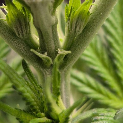 Karli - SHISKABERRY (auto) growlog timeline photo