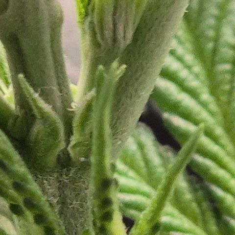 Karli - SHISKABERRY (auto) growlog timeline photo