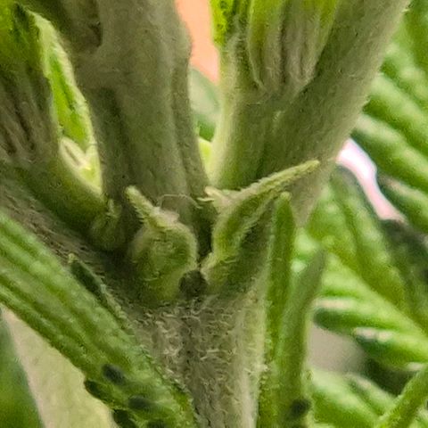 Karli - SHISKABERRY (auto) growlog timeline photo