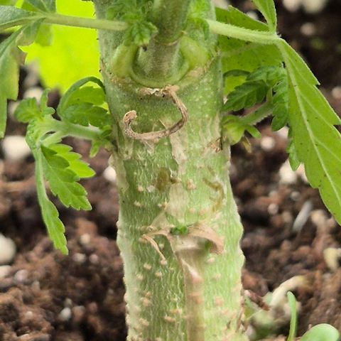 Karli - SHISKABERRY (auto) growlog timeline photo