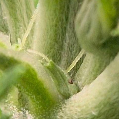 Karli - SHISKABERRY (auto) growlog timeline photo