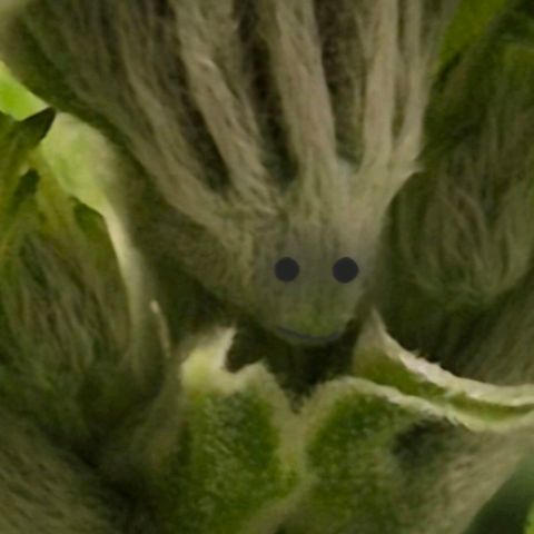 Karli - SHISKABERRY (auto) growlog photo: Root 🤩