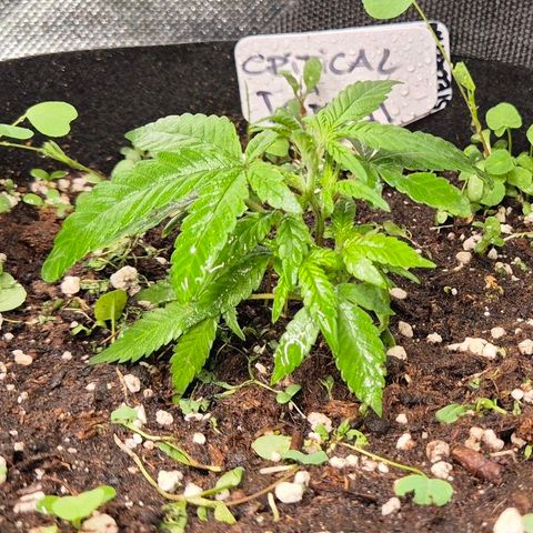 Kushi 😶‍🌫️(rest n. Teilernte/ critical kush, 9.1.24 🎁, Kümmerling) growlog timeline photo