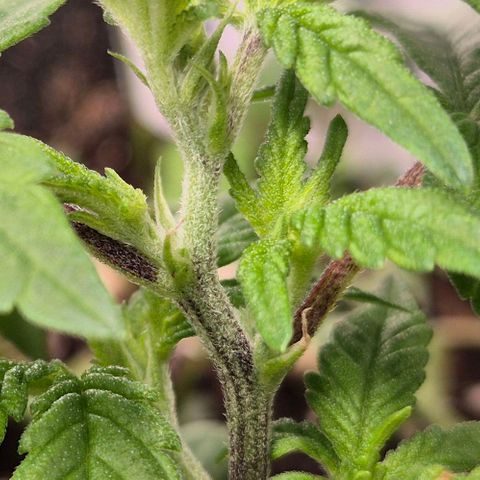 Kushi 😶‍🌫️(rest n. Teilernte/ critical kush, 9.1.24 🎁, Kümmerling) growlog timeline photo