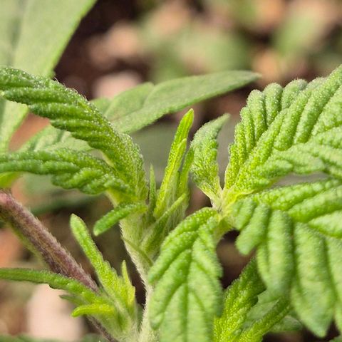 Kushi 😶‍🌫️(rest n. Teilernte/ critical kush, 9.1.24 🎁, Kümmerling) growlog timeline photo