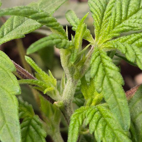 Kushi 😶‍🌫️(rest n. Teilernte/ critical kush, 9.1.24 🎁, Kümmerling) growlog timeline photo