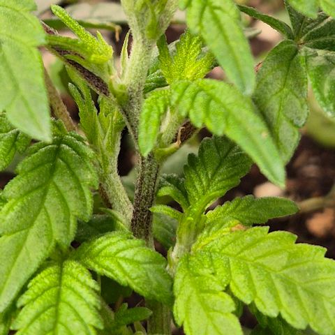 Kushi 😶‍🌫️(rest n. Teilernte/ critical kush, 9.1.24 🎁, Kümmerling) growlog timeline photo