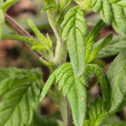 Kushi 😶‍🌫️(rest n. Teilernte/ critical kush, 9.1.24 🎁, Kümmerling) growlog timeline photo