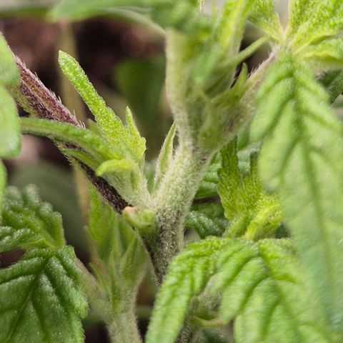 Kushi 😶‍🌫️(rest n. Teilernte/ critical kush, 9.1.24 🎁, Kümmerling) growlog timeline photo