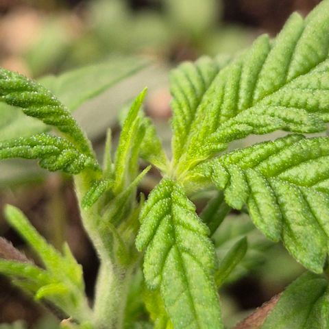 Kushi 😶‍🌫️(rest n. Teilernte/ critical kush, 9.1.24 🎁, Kümmerling) growlog timeline photo